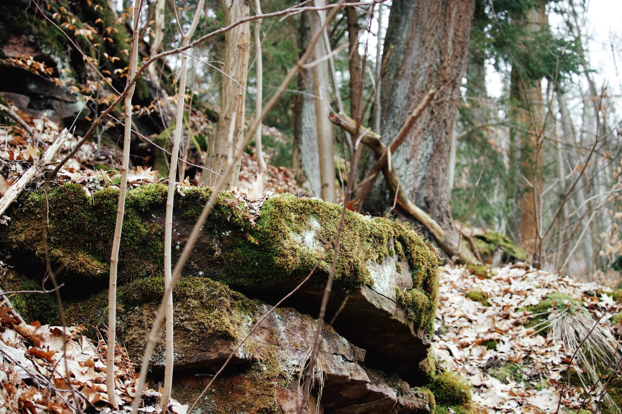 Moss-covered sandstone rocks in a winter forest