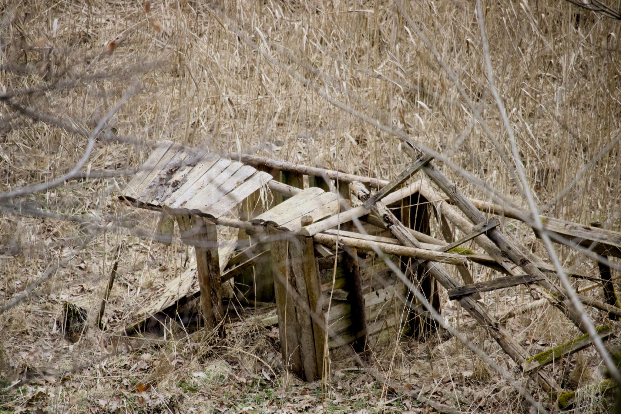 Collapsed wooden structure in dry grass