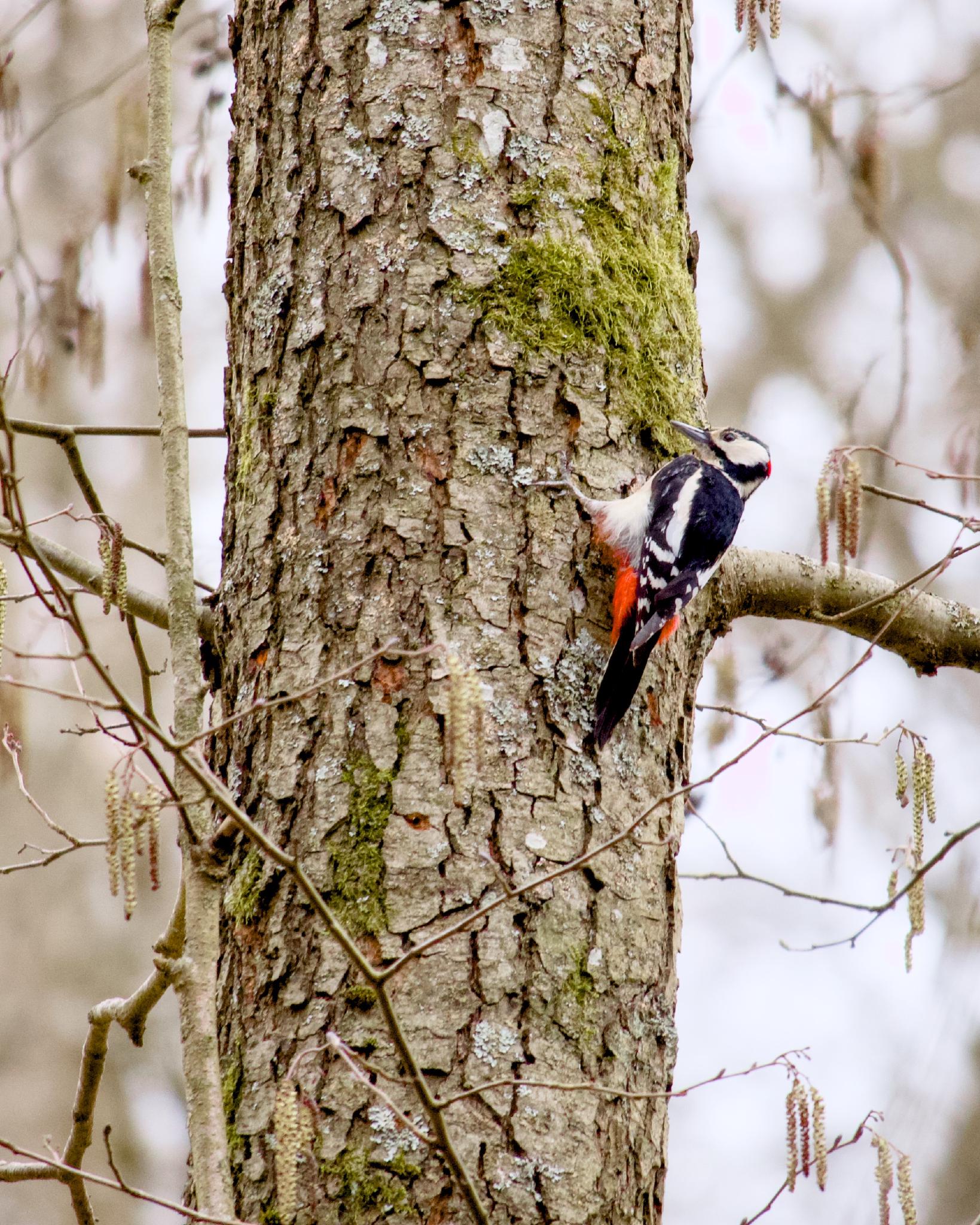 Great spotted woodpecker clinging to a moss-covered tree trunk