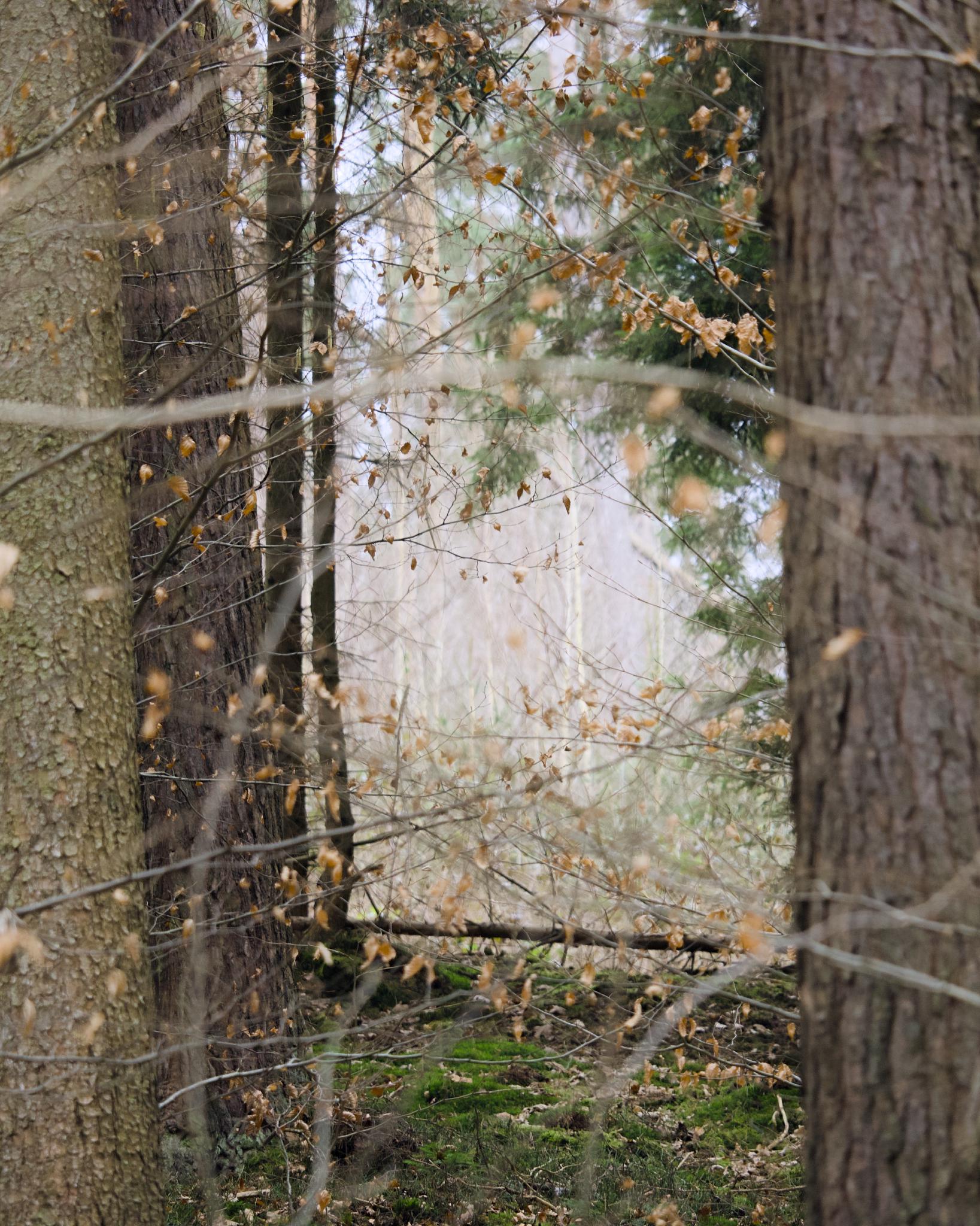 View through tree trunks into a misty winter forest