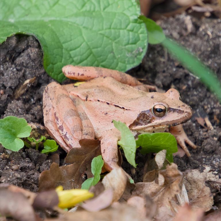 Photo from Nature Detectives