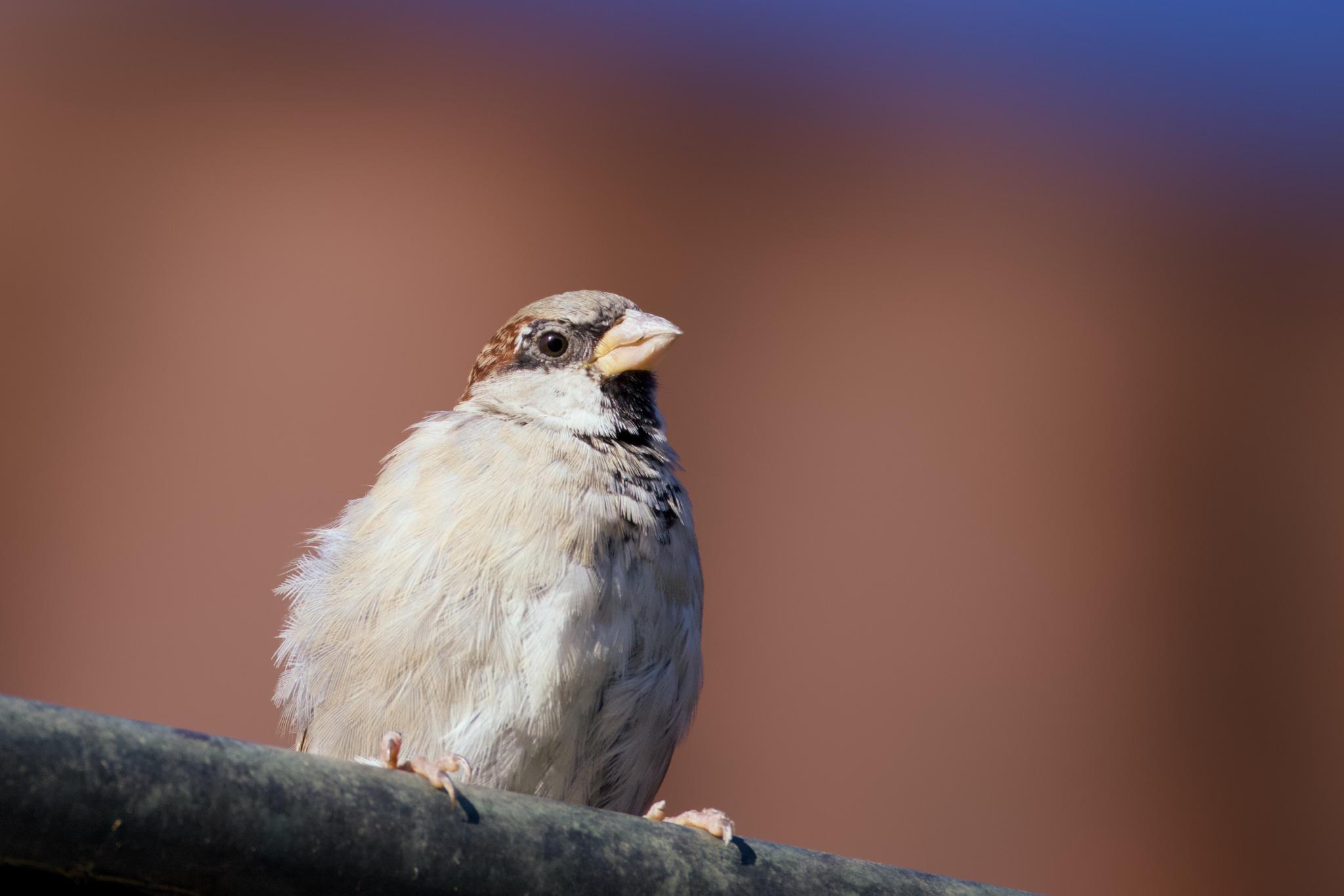 Male house sparrow perched on a metal bar