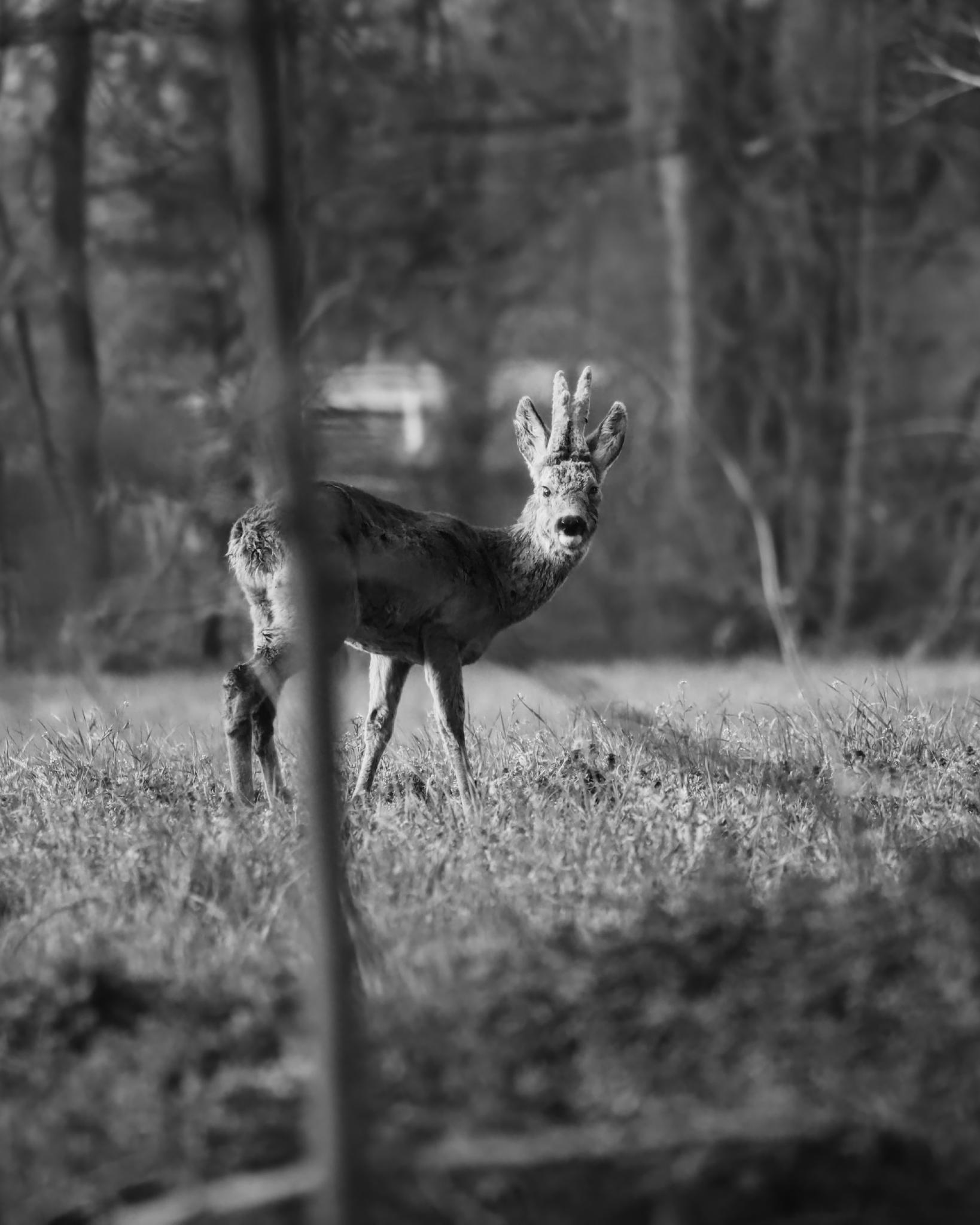 Young roe deer with velvet-covered antlers staring through trees in a forest clearing