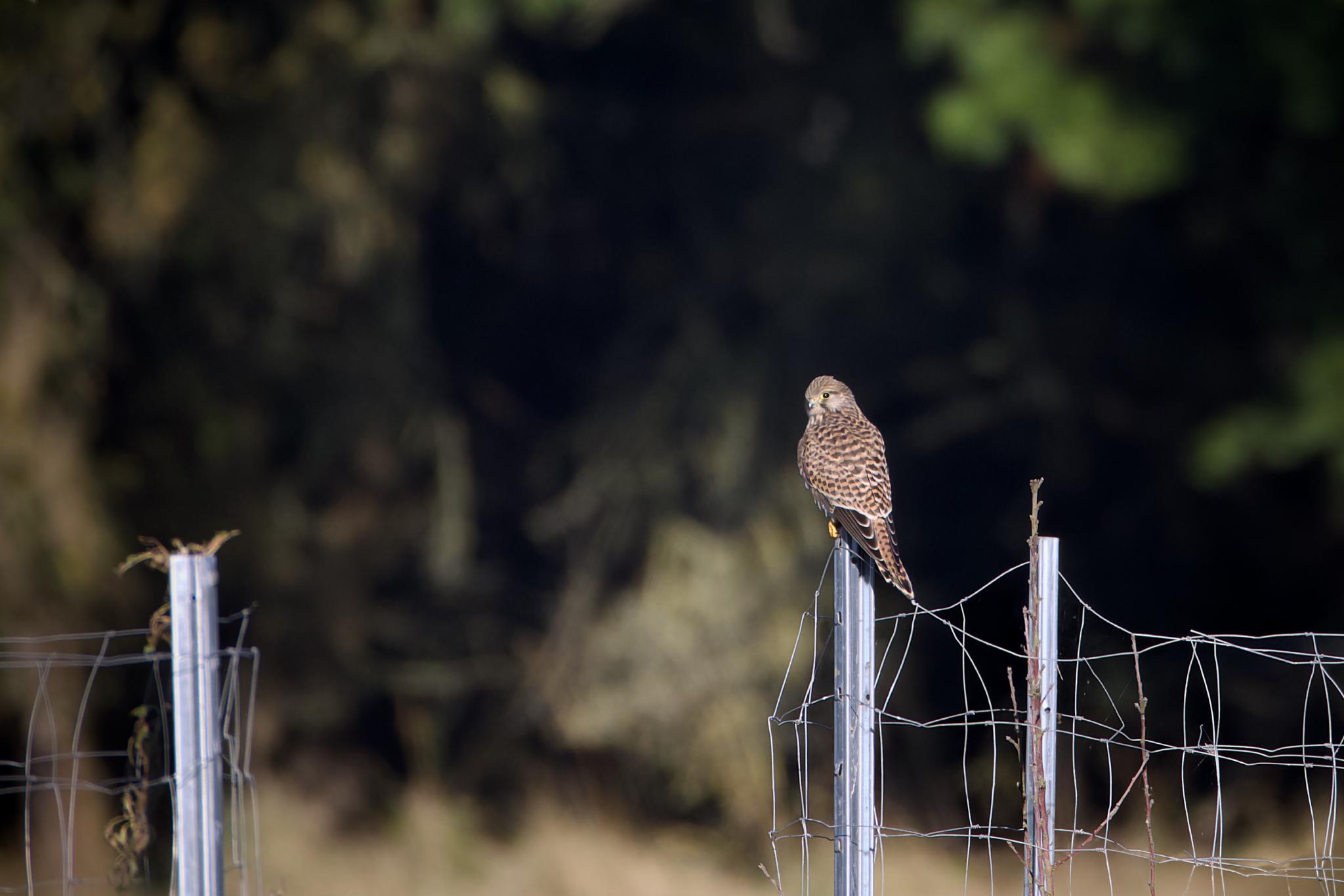 Common kestrel perched on a metal fence post