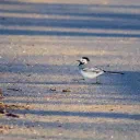 Two Cameras cover image