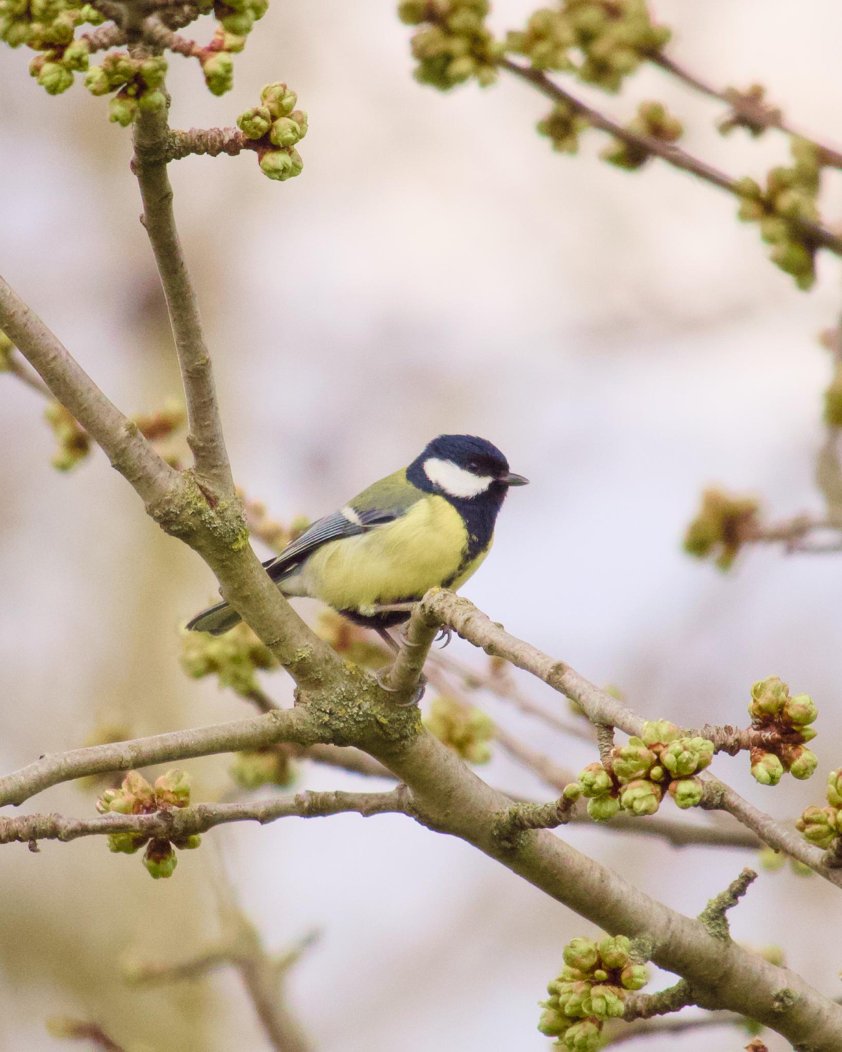 Great tit sitting on a branch with spring buds