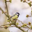 Village Walk cover image