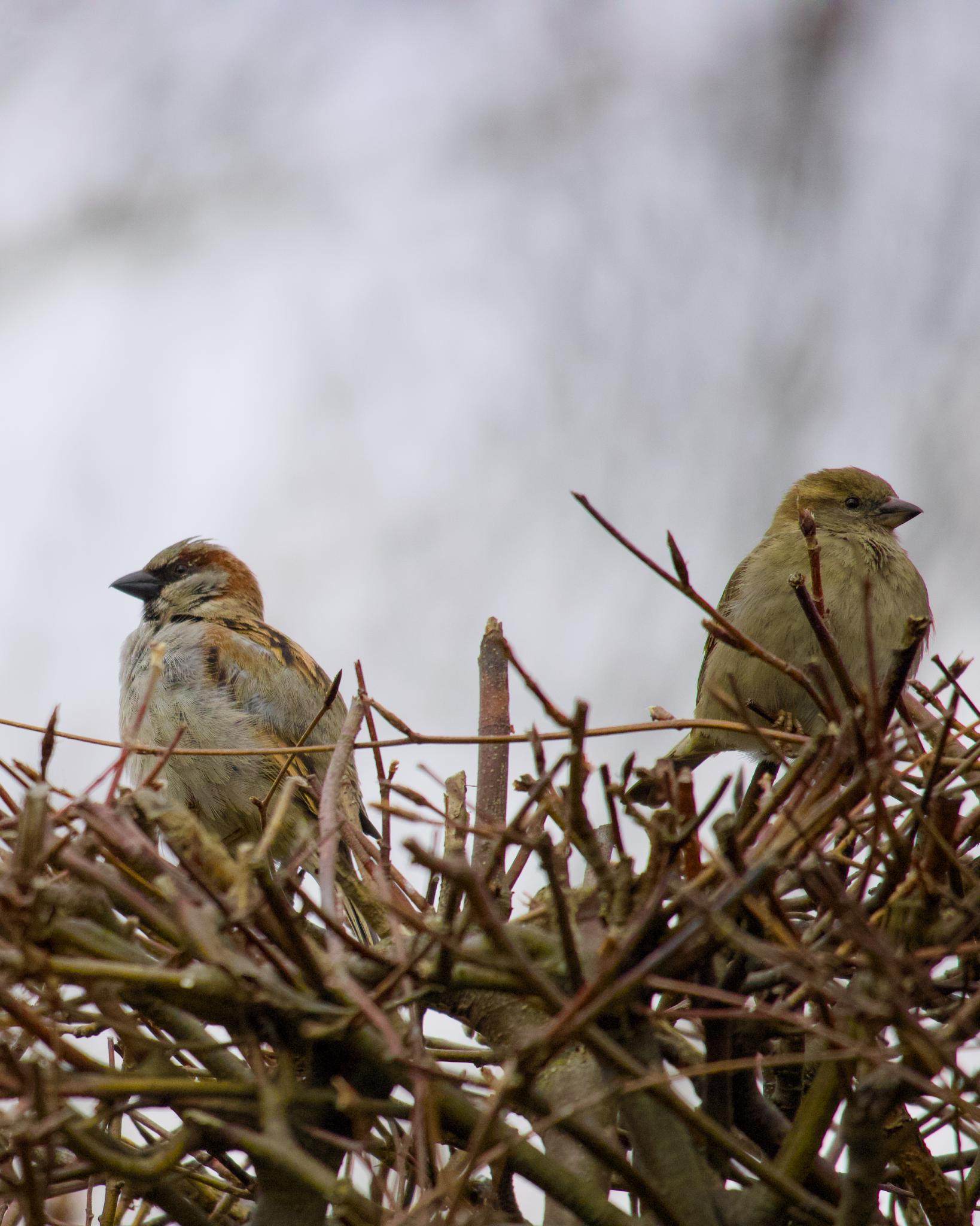 Two sparrows on a thorn hedge