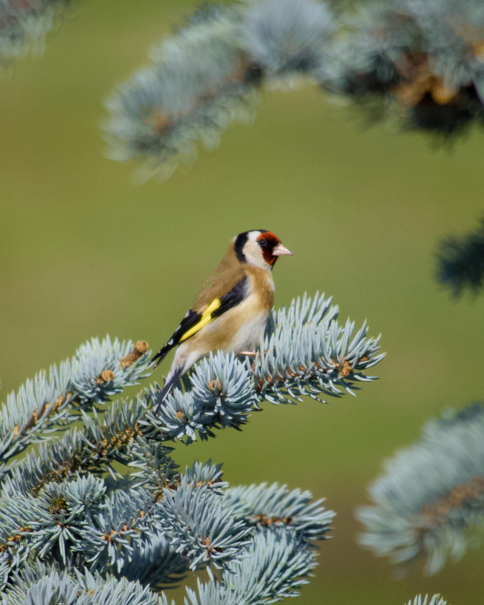 Goldfinch on a blue spruce branch