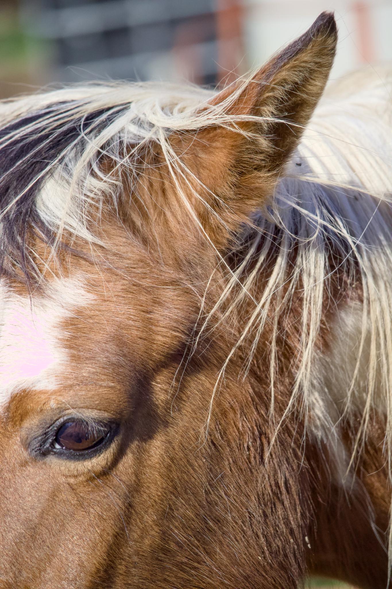 Close-up of a horse's head