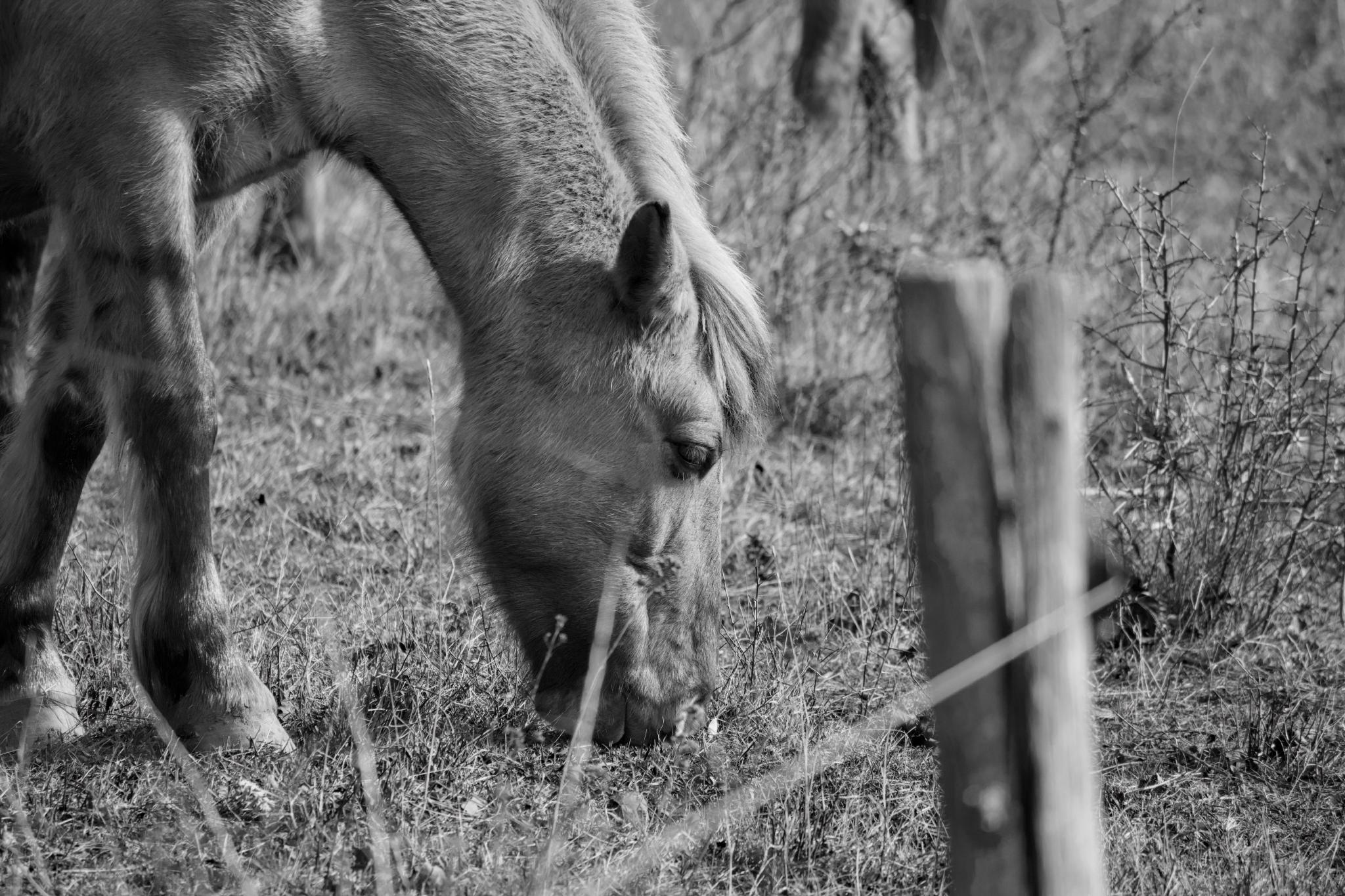 Wild horse grazing at Toten Täler
