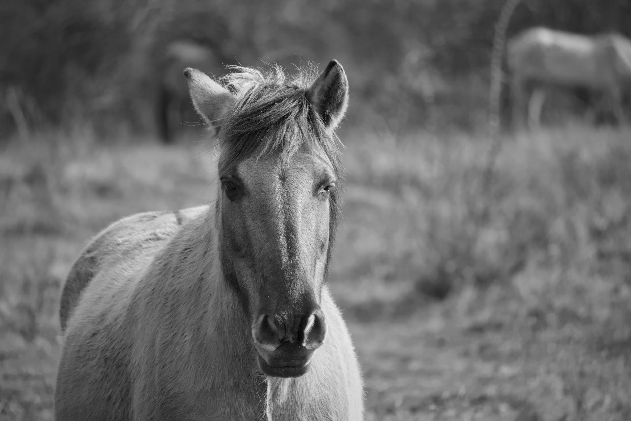 Wild horse portrait at Toten Täler