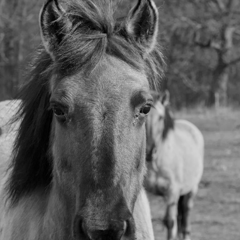 Photo from Wild Horses