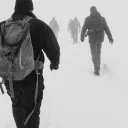 Wolf Tracking cover image