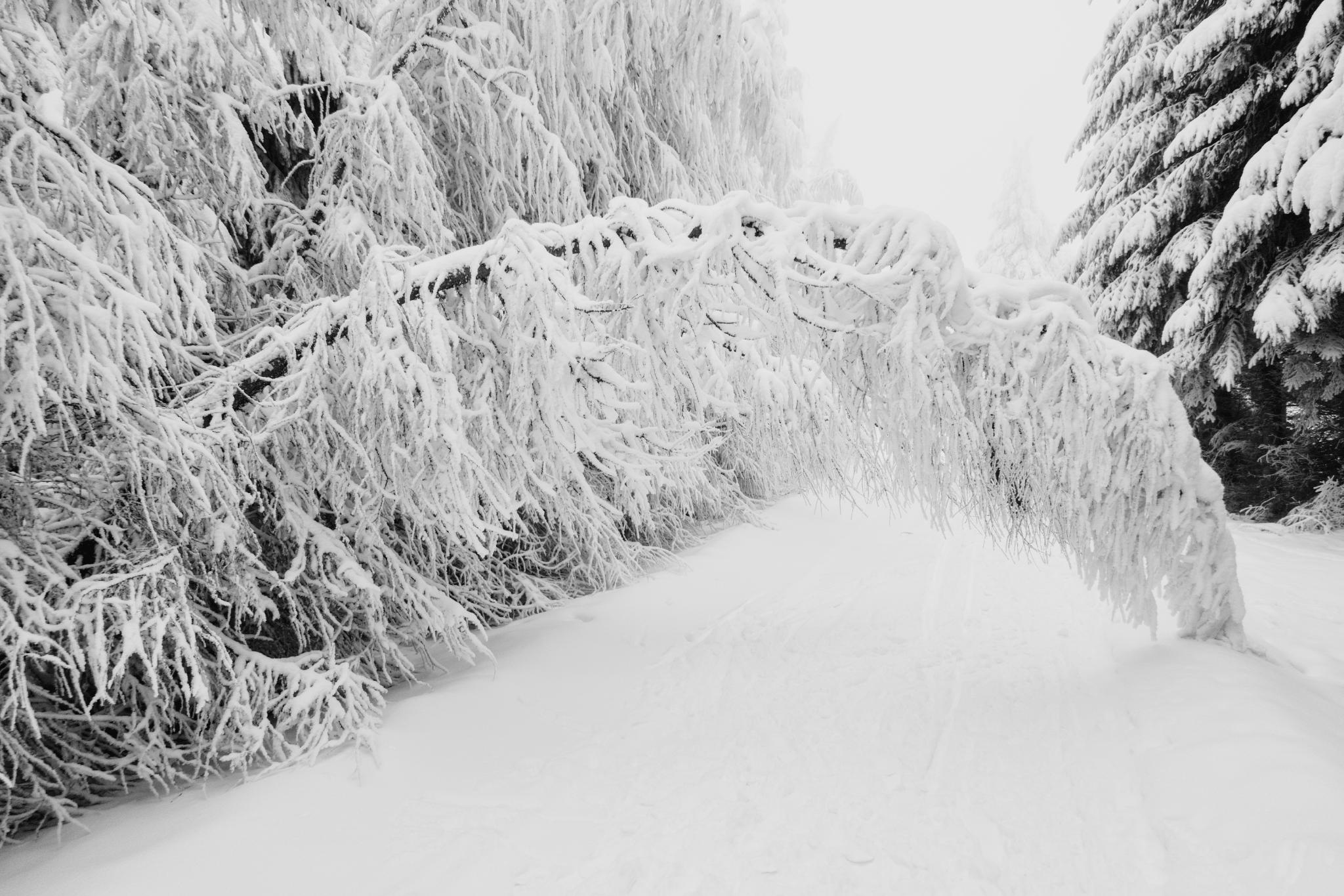 Wilderness landscape